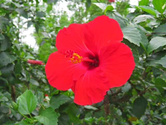 Große rote Blüte auf Fidschi