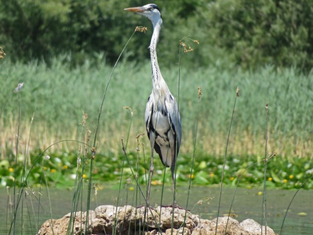 Weißer Vogel mit langem Hals steht am Fluss