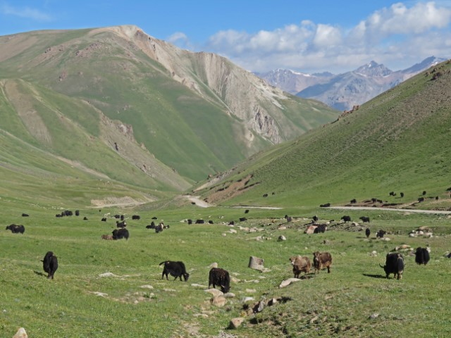 Berglandschaft mit vielen Yaks auf der Weide in Kirgistan