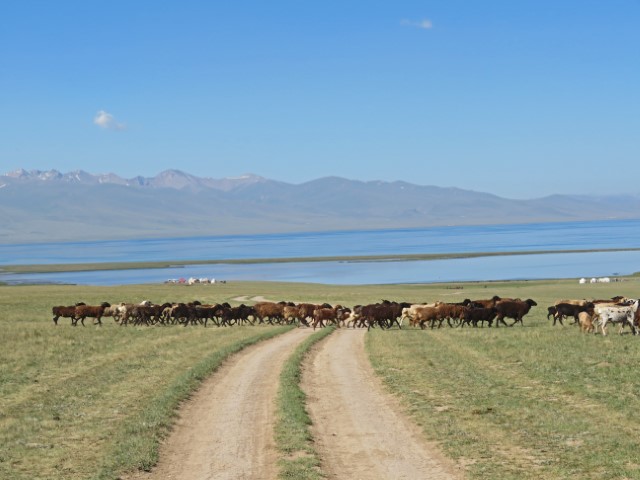 Blick auf den Song Köl See in Kirgistan mit einer Viehherde davor