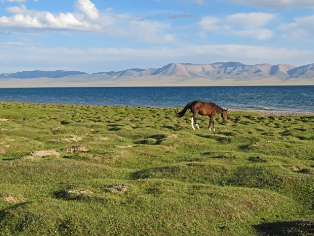 Pferd auf einer hügeligen Weide am blauen Song Köl See, im Hintergrund hohe Berge