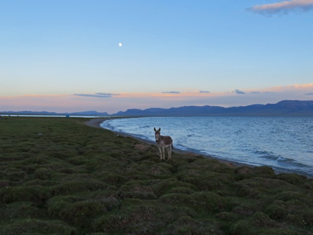 Esel auf einer Weide am Song Köl See, darüber der Mond