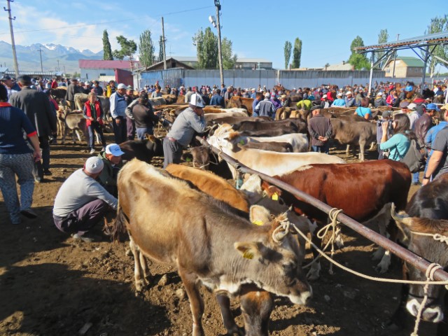 Viele Rinder und Männer auf dem Malbazar Karakol