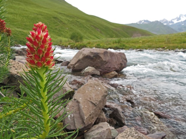 Rote Pfalnze an einem Fluss am Tien Shan Gebirge Kirgistans