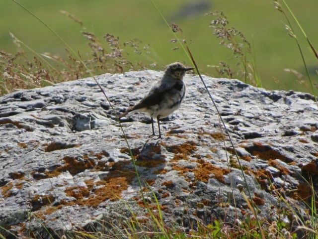 Vogel auf Stein im Tien Shan Gebirge Kirgistans