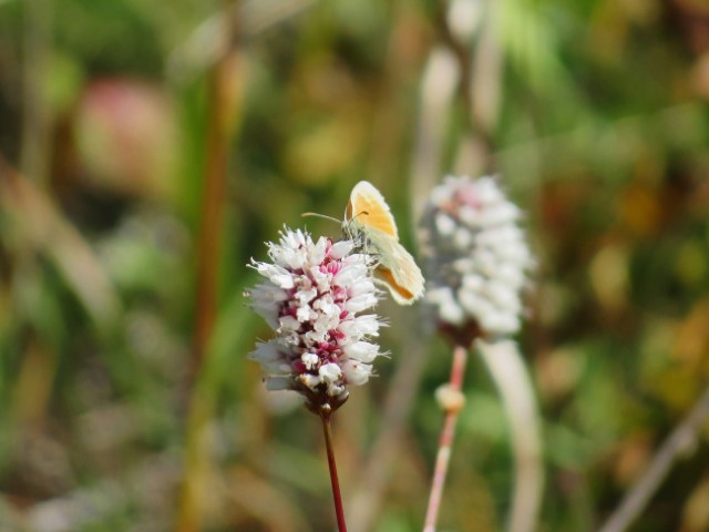 Schmetterling auf einer Pflanze im Tien Shan Gebirge