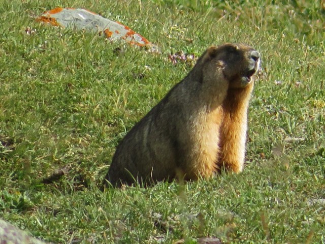 Murmeltier im Tien Shan Gebirge Kirgistans