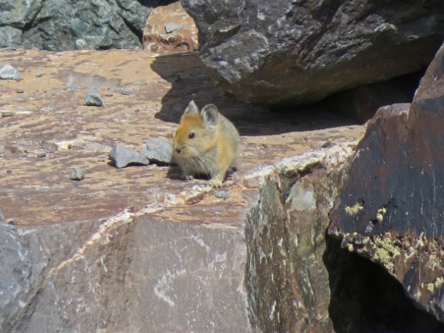 Bergmaus auf einem Stein