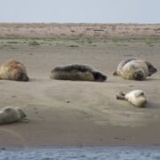 Robben liegen teils auf dem Rücken auf einer Sandbank