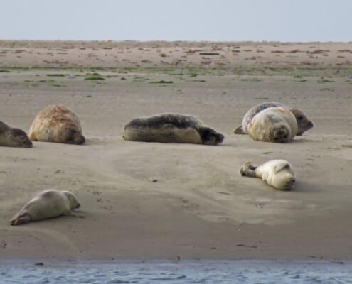 Robben liegen teils auf dem Rücken auf einer Sandbank