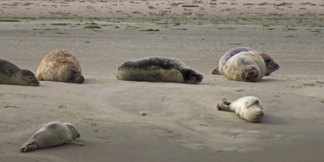 Robben liegen teils auf dem Rücken auf einer Sandbank