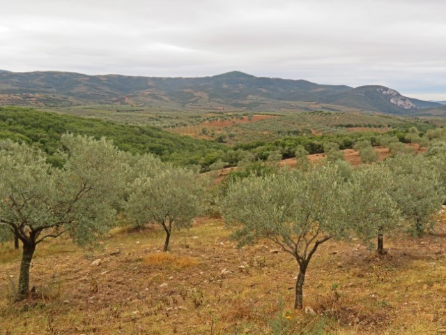 Olivenhaine auf der Chalkidiki-Halbinsel