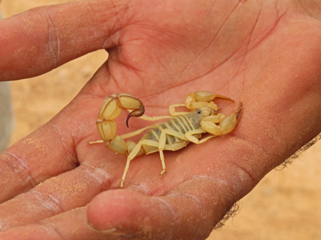 Skorpion in der Hand eines Mannes