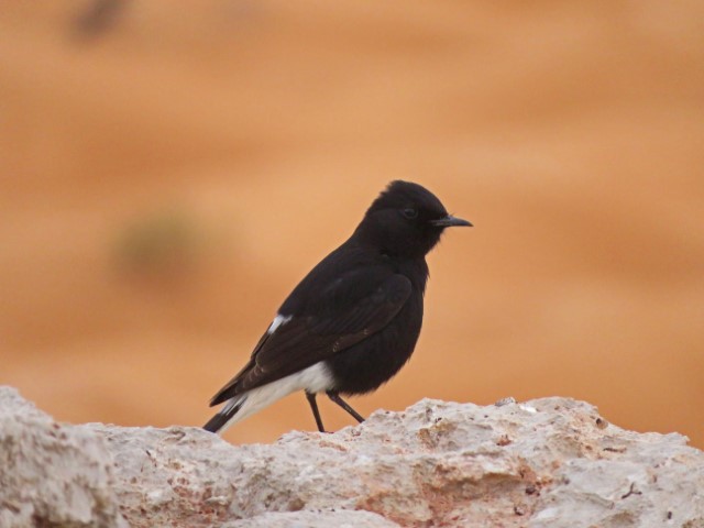 Schwarzer Vogel in der Wüste