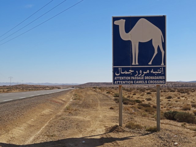 Blaues Straßenschild mit weißem Kamel das vor kreuzenden Kamelen warnt