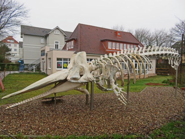 Pottwalskelett vor dem Nationalparkhaus auf Wangerooge