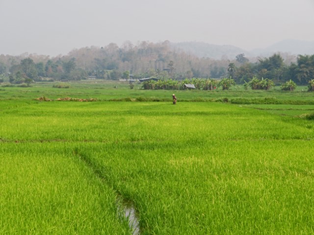 Reisefeld in Thailand mit Hügeln im Hintergrund