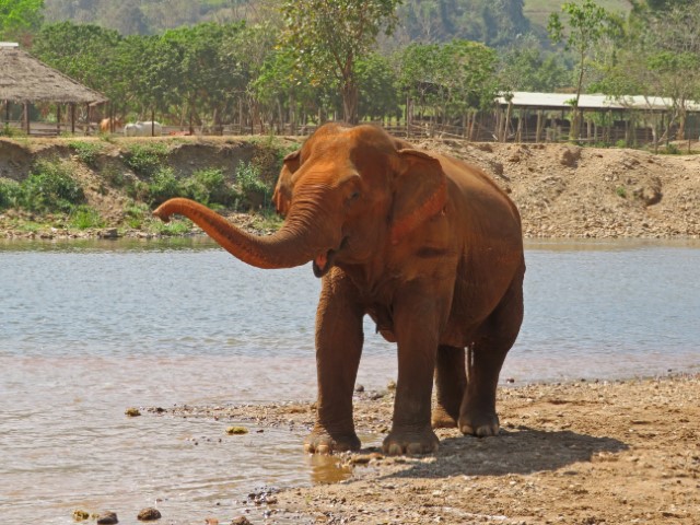 Lachender Elefant am Fluss