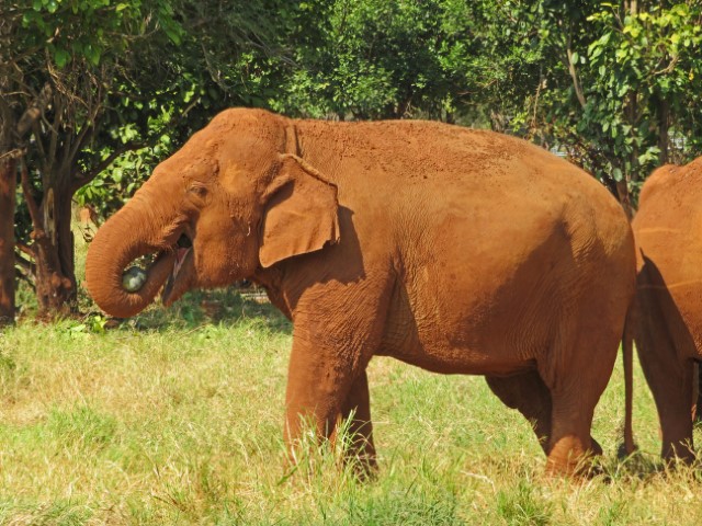 Elefant steckt sich seinen Rüssel ins Maul