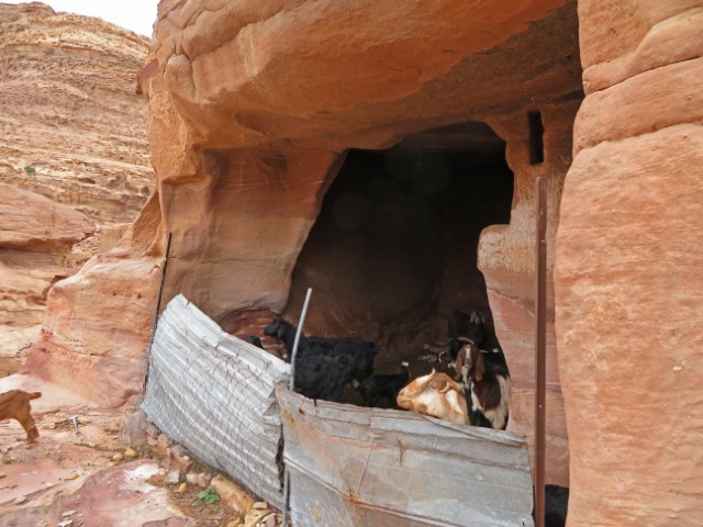 Ziegen schauen aus einer Höhle über Metallzäune