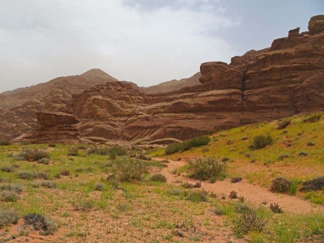 Grüne Wiese vor Felsen im Wadi Rum