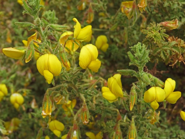 Gelbe Blumen in der Wüste