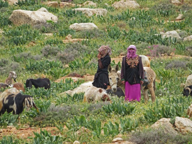 Zwei verschleierte Frauen mit Ziegen in einem Feld