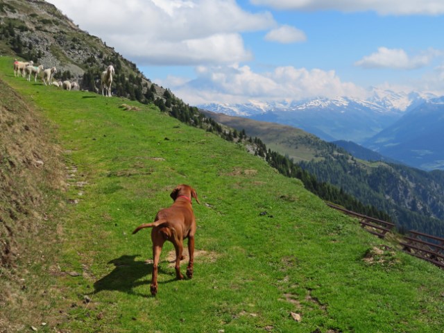 Brauner Hund entdeckt an einem Berghang Schafe