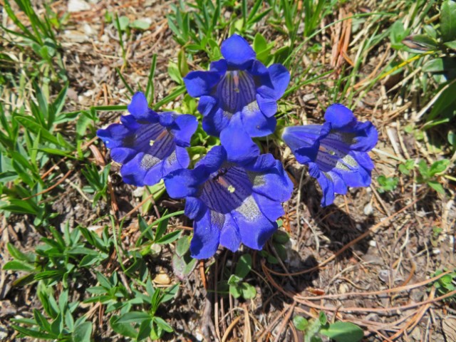 Enzianblüten am Ortler Höhenweg