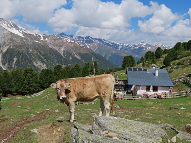 Wanderhütte in einem Bergtal mit einer Kuh davor