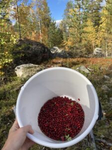 Gepflückte Preiselbeeren in einem weißen Eimer