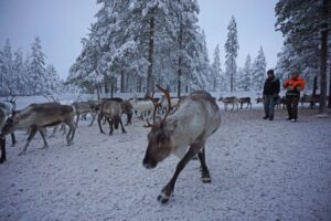 Rentiere laufen im Schnee herum